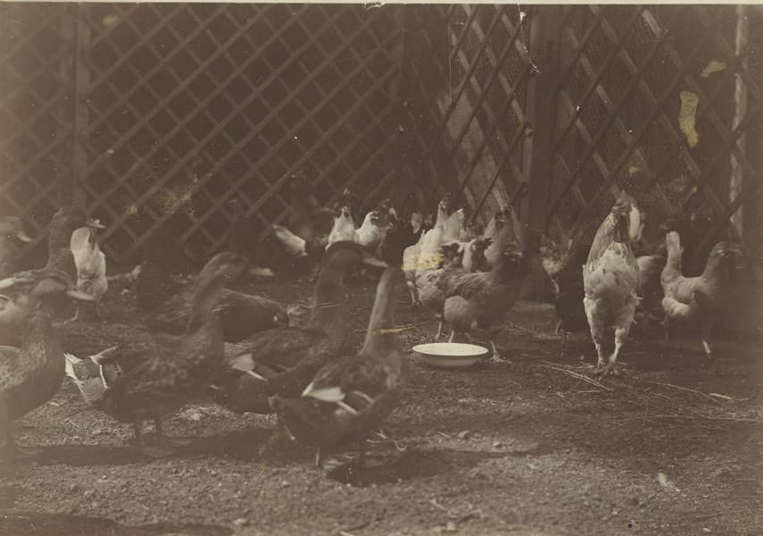 © J.F. Willumsen / VISDA
